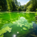 Perché l’acqua del laghetto diventa verde