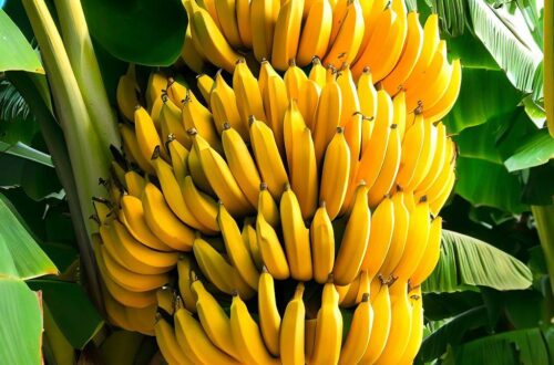 Perché le banane sono curve